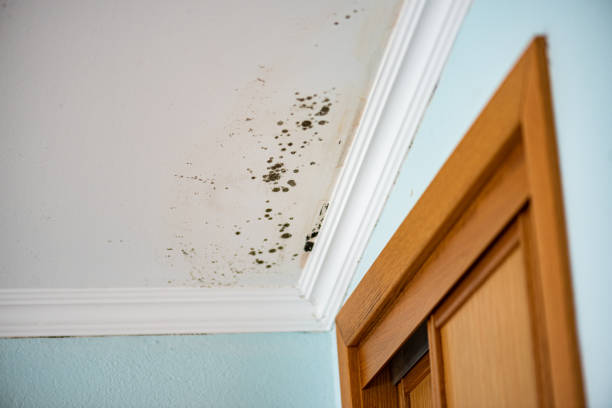 Certified Mold Removal in Watkinsville, GA