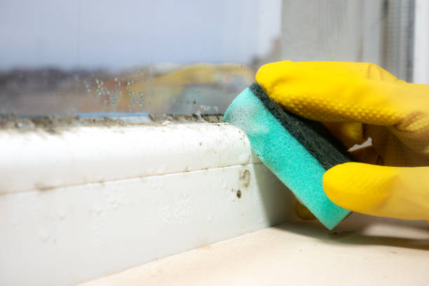 Best Attic Mold Removal  in Watkinsville, GA