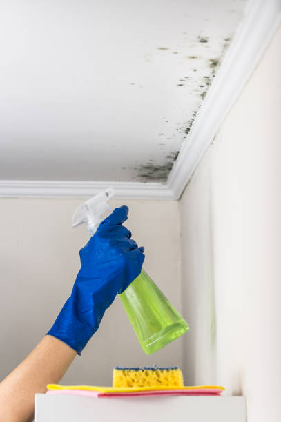 Best Mold Damage Repair  in Watkinsville, GA